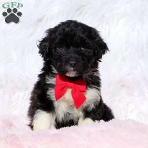 Randall, Portuguese Water Dog Puppy